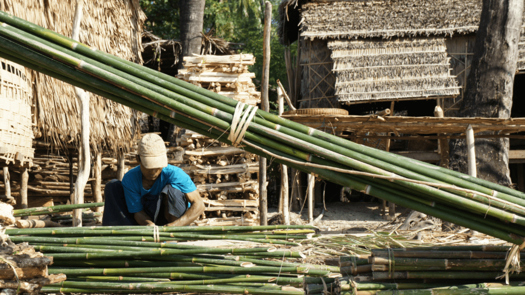 image of a bamboo