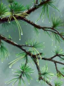 lifestyle tintorerala foodies