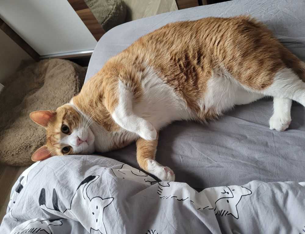 can you refreeze vacuum sealed meat livpristvac