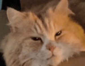 childrens toys made from prokaihaz