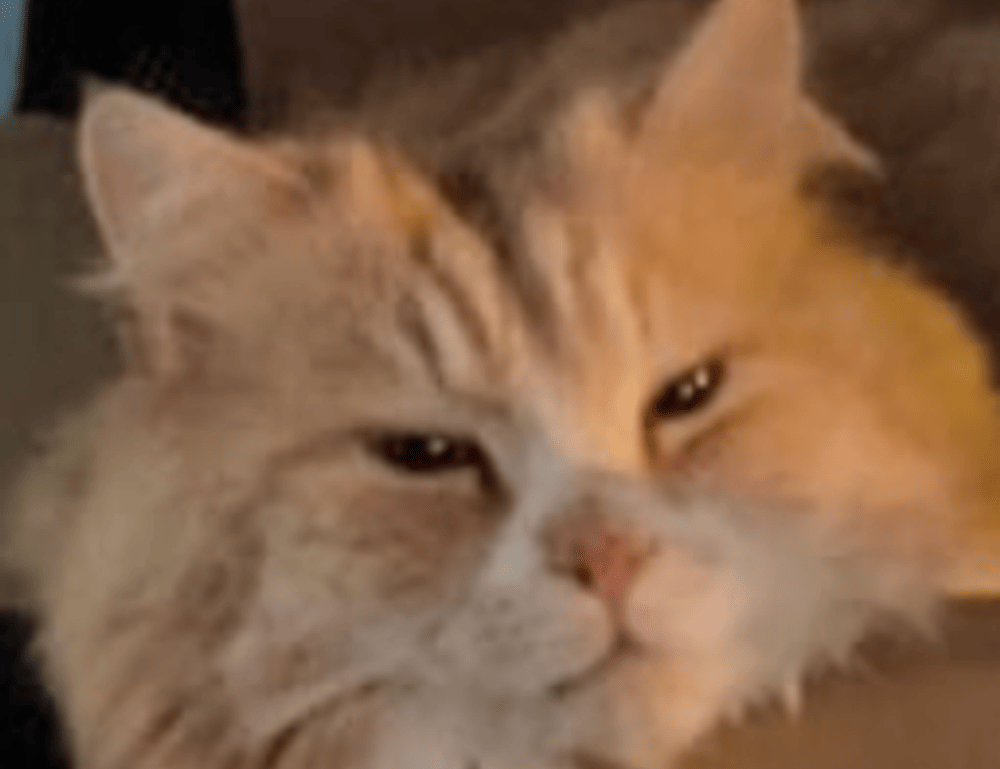 childrens toys made from prokaihaz