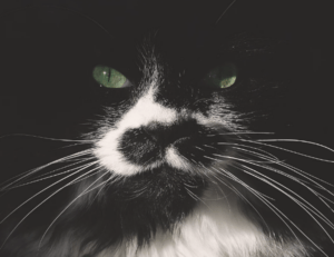 cleaning sofa advice mipimprov