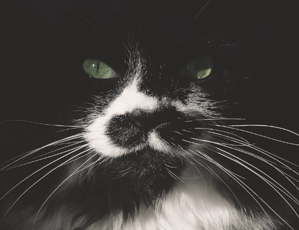 cleaning sofa advice mipimprov