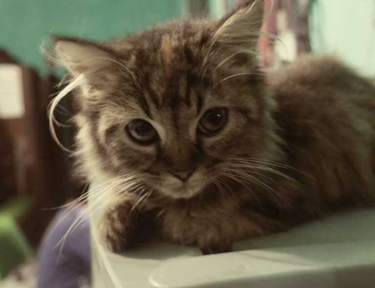 comfort tips mipimprov