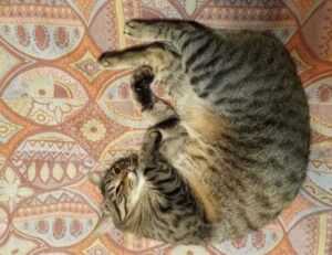 decoration advice kdadesignology