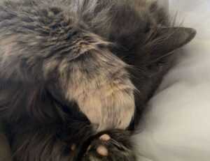 decoration kdadesignology