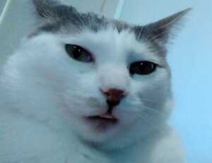 family advice drhandybility