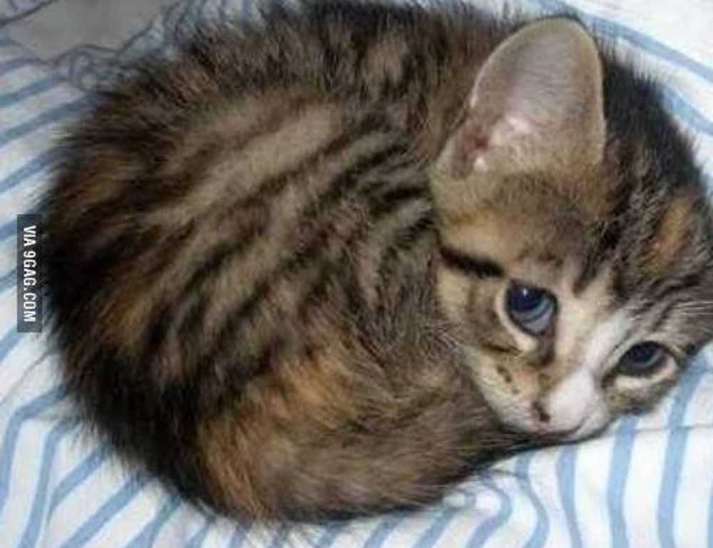 garden infoguide homemendous