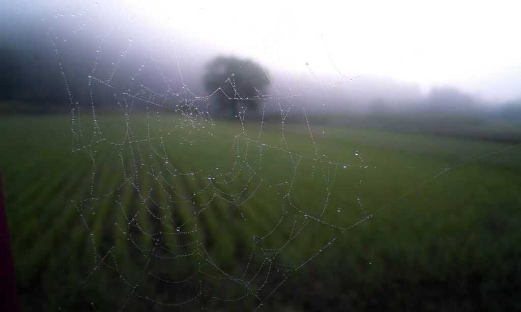 general home advice mrshomegen