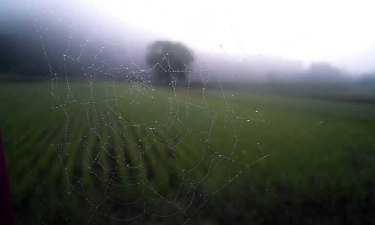 general home advice mrshomegen