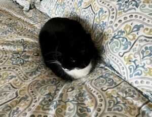 general home tricks mrshomegen