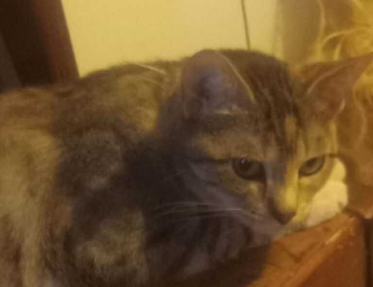 handy tips around the house drhandybility