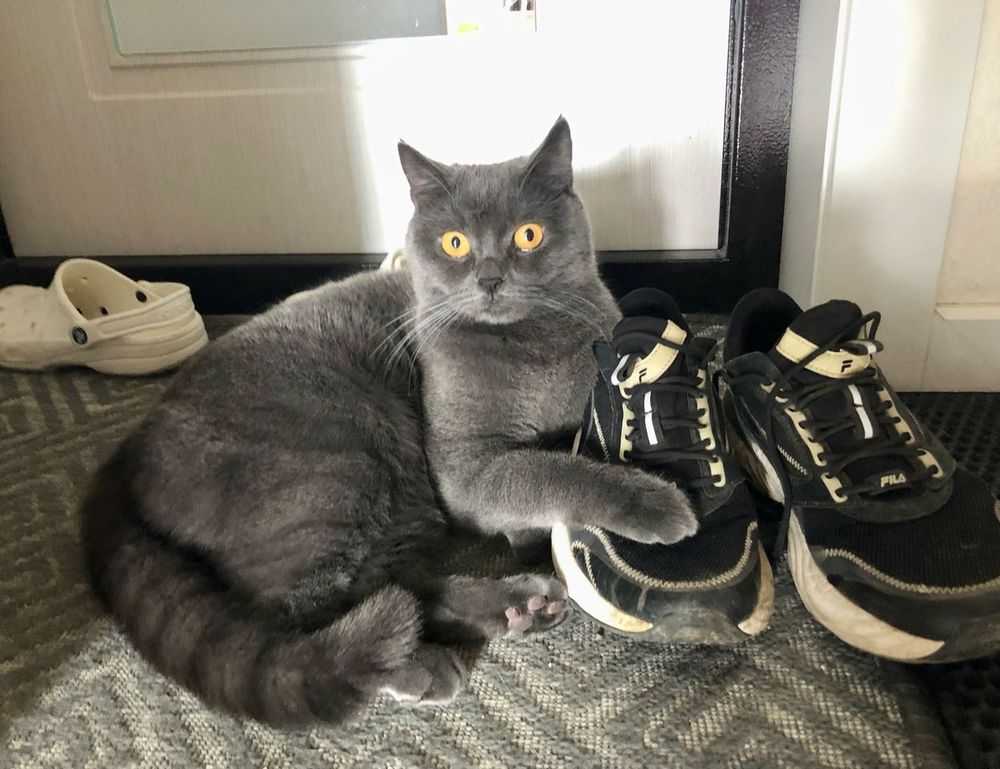 home upgrades mintpalment