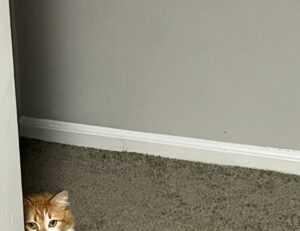 home upgrading mintpalment