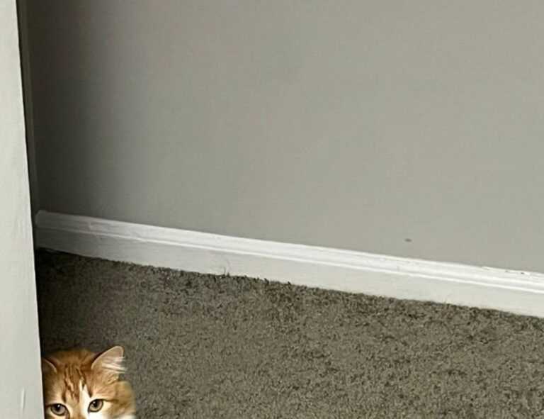 home upgrading mintpalment