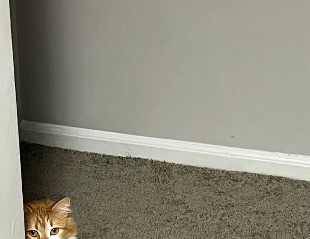 home upgrading mintpalment