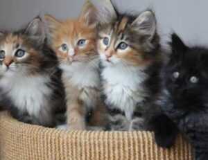 home vacuuming hacks livpristvac