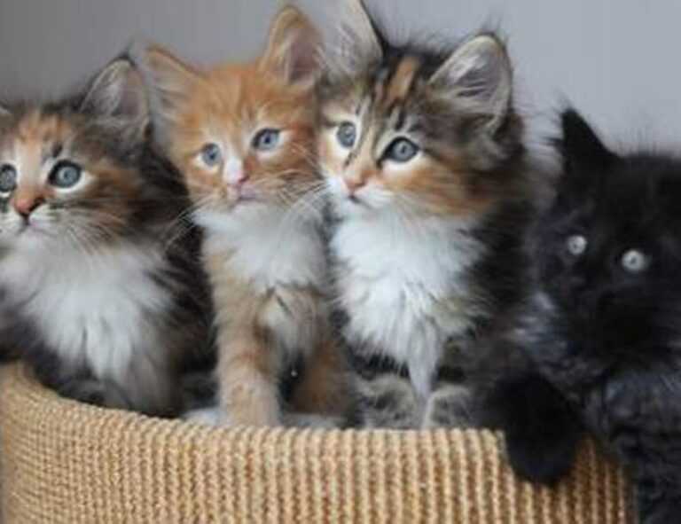 home vacuuming hacks livpristvac