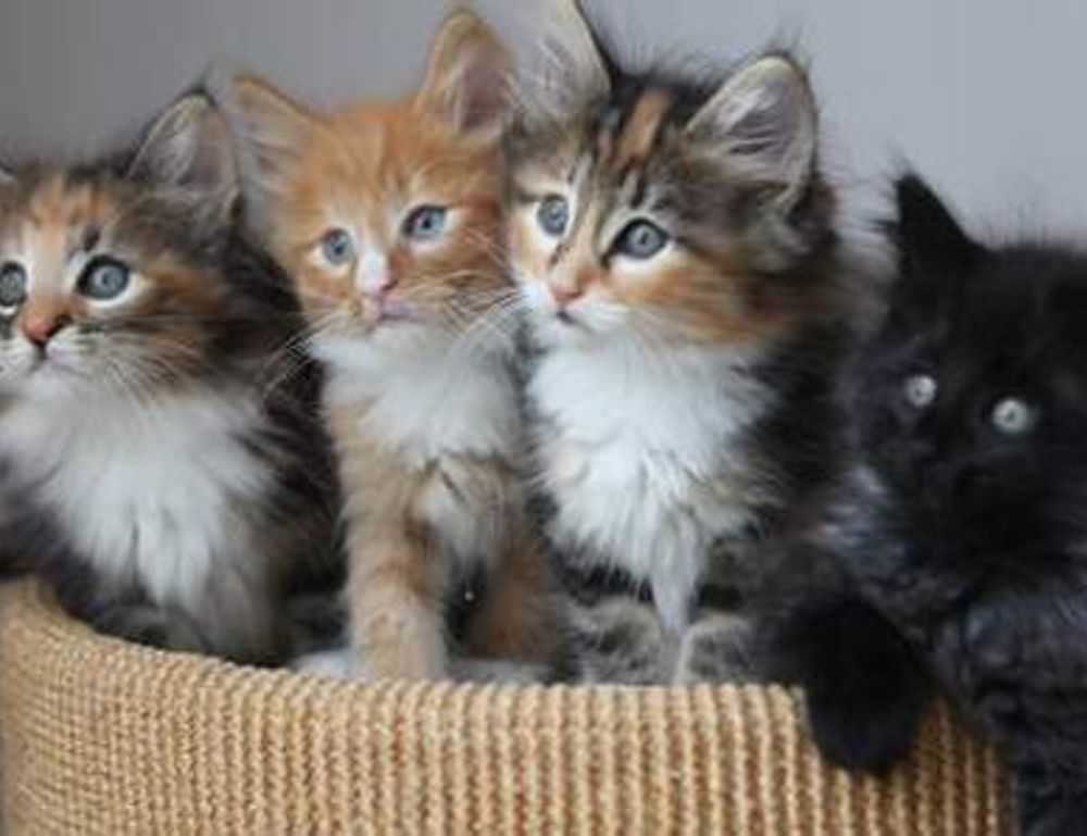 home vacuuming hacks livpristvac