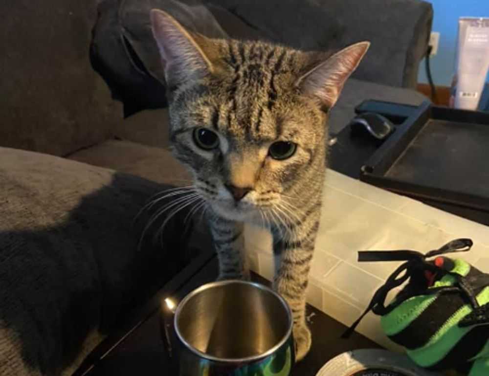 house advice drhandybility