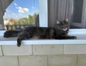 house decor mipimprov