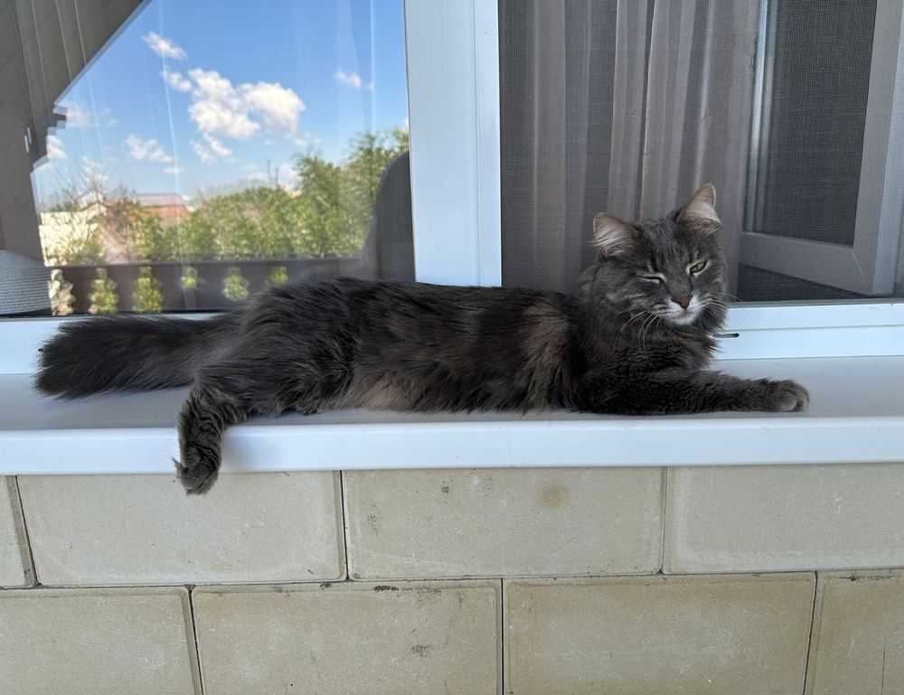 house decor mipimprov