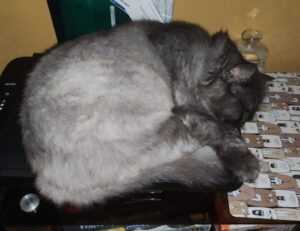 house improvement advice miprenovate