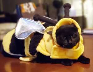 how interior design works mintpalment