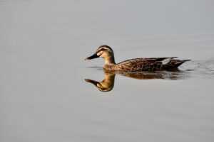 how to design a garden kdagardenation