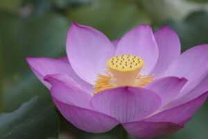 interior design ideas thtintdesign