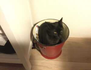 interior home improvements mintpalment