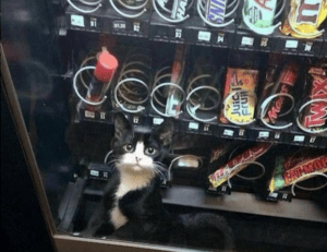 interior kdadesignology