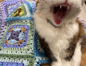 is zosisfod eye brow pencil bad for eyebrows