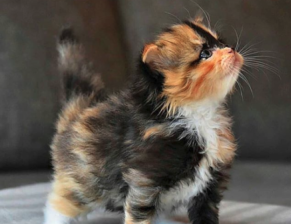 kitchen improvement ideas miprenovate