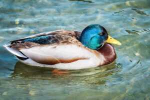 kitchen upgrading tips mintpalment