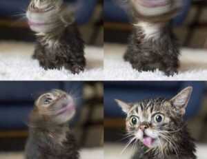 livpristvac home hacks from livingpristine