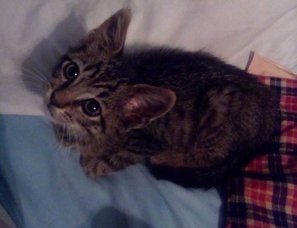 livpristvac house hacks by livingpristine