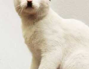 mintpalhouse home interior from myinteriorpalace