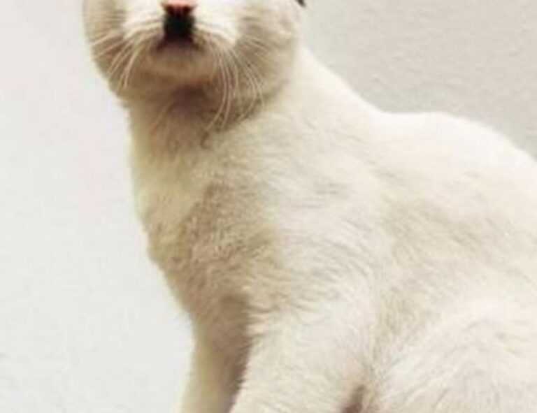 mintpalhouse home interior from myinteriorpalace