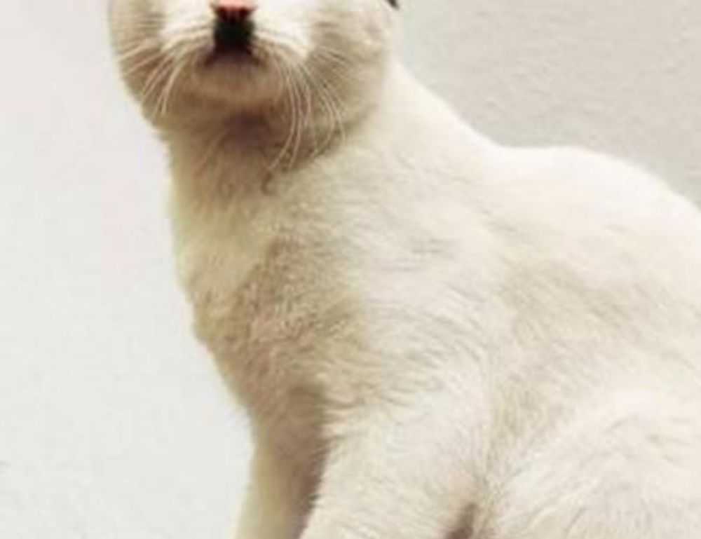 mintpalhouse home interior from myinteriorpalace