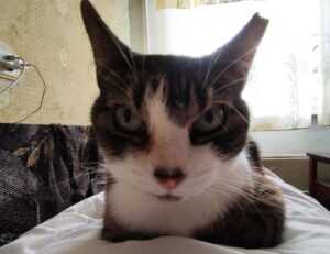 miprenovate cleaning tips from myinteriorpalace