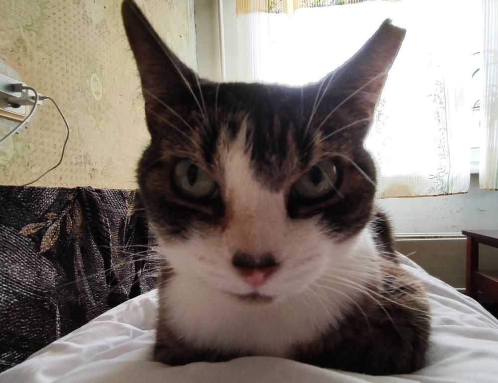 miprenovate cleaning tips from myinteriorpalace