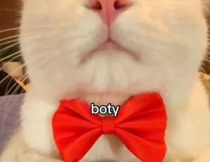 online furniture selection thtintdesign