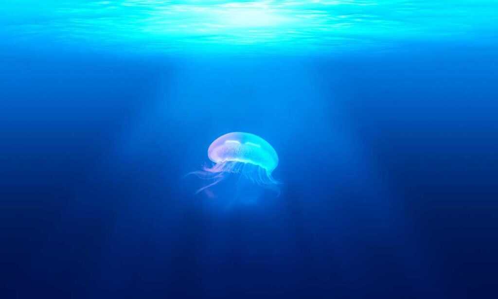 outer design drhextreriorly