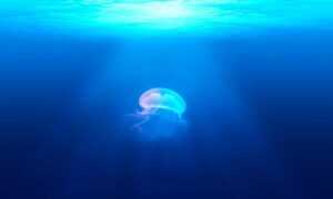 outer design drhextreriorly