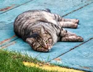 renovation tips miprenovate