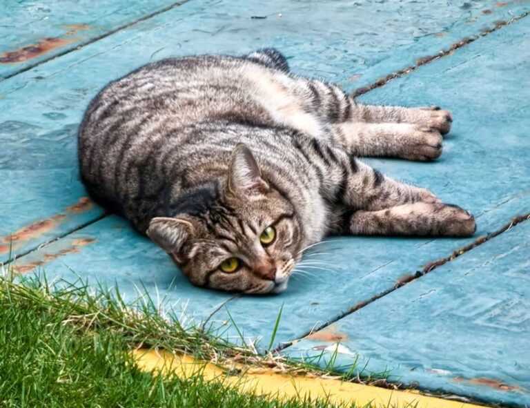 renovation tips miprenovate