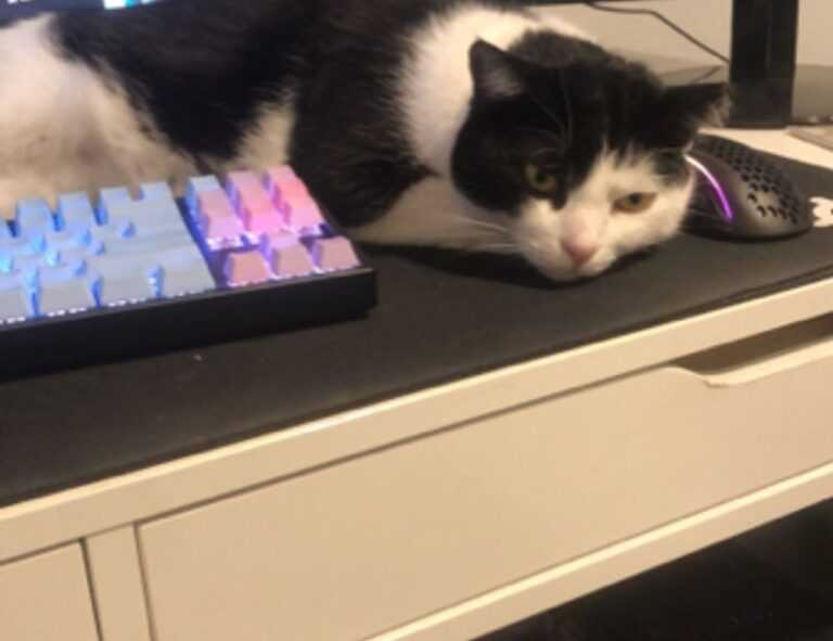 thtintdesign interior design by thehometrotters