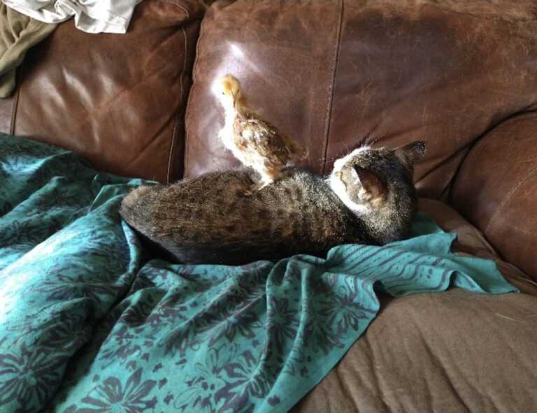 ultimate house guide drhandybility