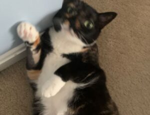 useful tips drhandybility